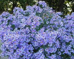 Aster 'Blue Bird'