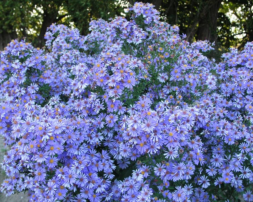 Aster 'Blue Bird'