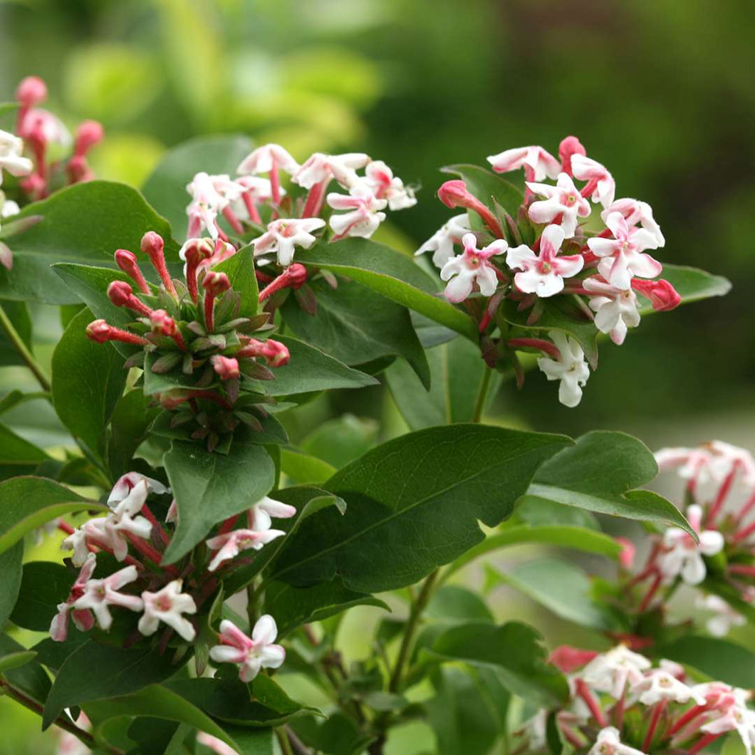 Abelia 'Sweet Emotion' - Hardy Abelia