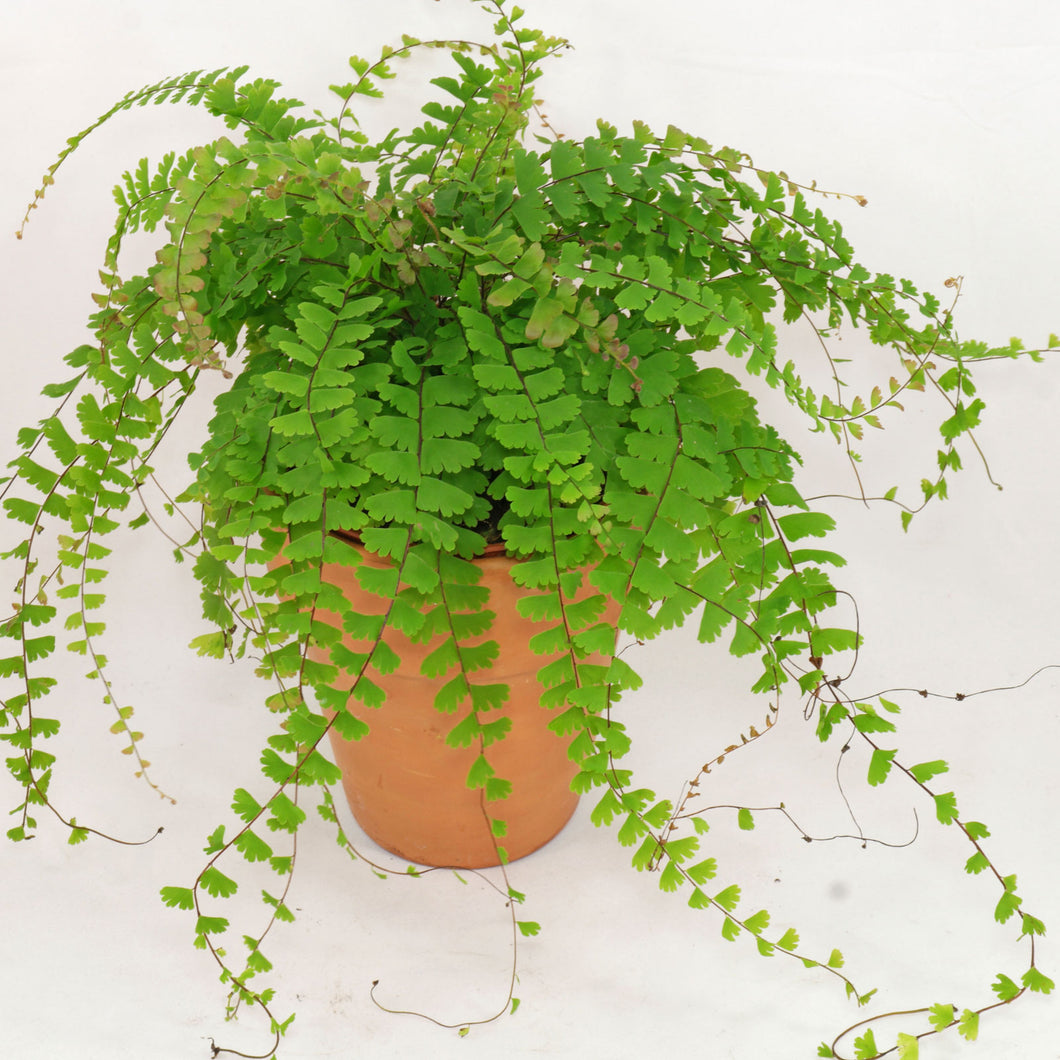 Adiantum ‘Trailing Maidenhair Fern’