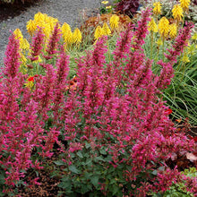 Load image into Gallery viewer, Agastache &#39;Morello&#39;
