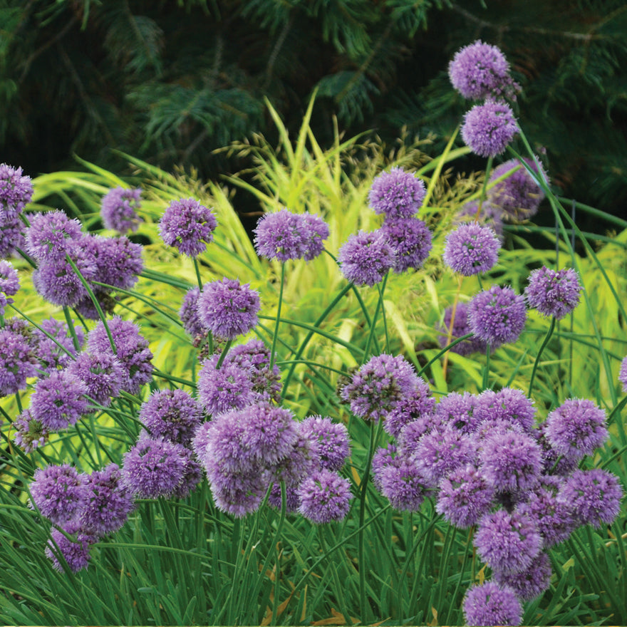 Allium ‘Medusa’ – Pondside Nursery