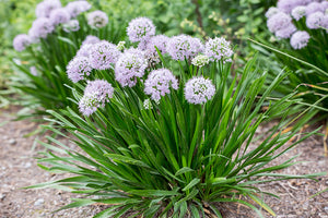 Allium 'Summer Peek-a-Boo' - Ornamental Onion