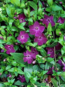 Vinca minor 'Atropurpurea' - Periwinkle