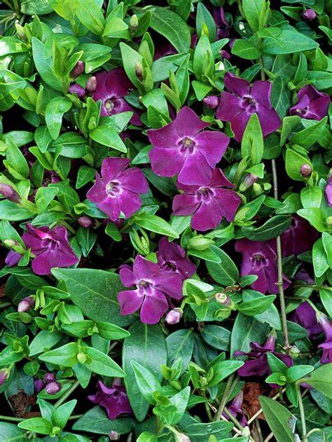 Vinca minor 'Atropurpurea' - Periwinkle