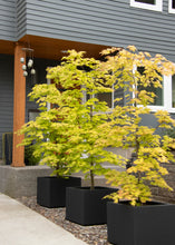 Load image into Gallery viewer, Acer shir. 'Autumn Moon' - Full Moon Maple
