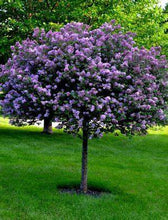 Load image into Gallery viewer, Syringa &#39;Bloomerang Dark Purple&#39; - Lilac Tree Form
