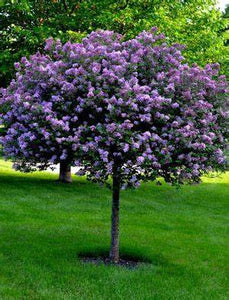 Syringa 'Bloomerang Dark Purple' - Lilac Tree Form