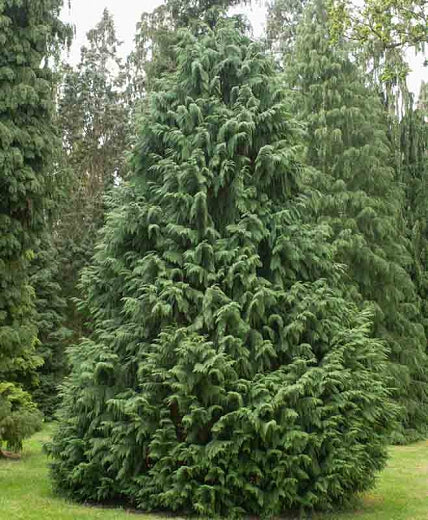 Chamaecyparis noot. 'Glauca'