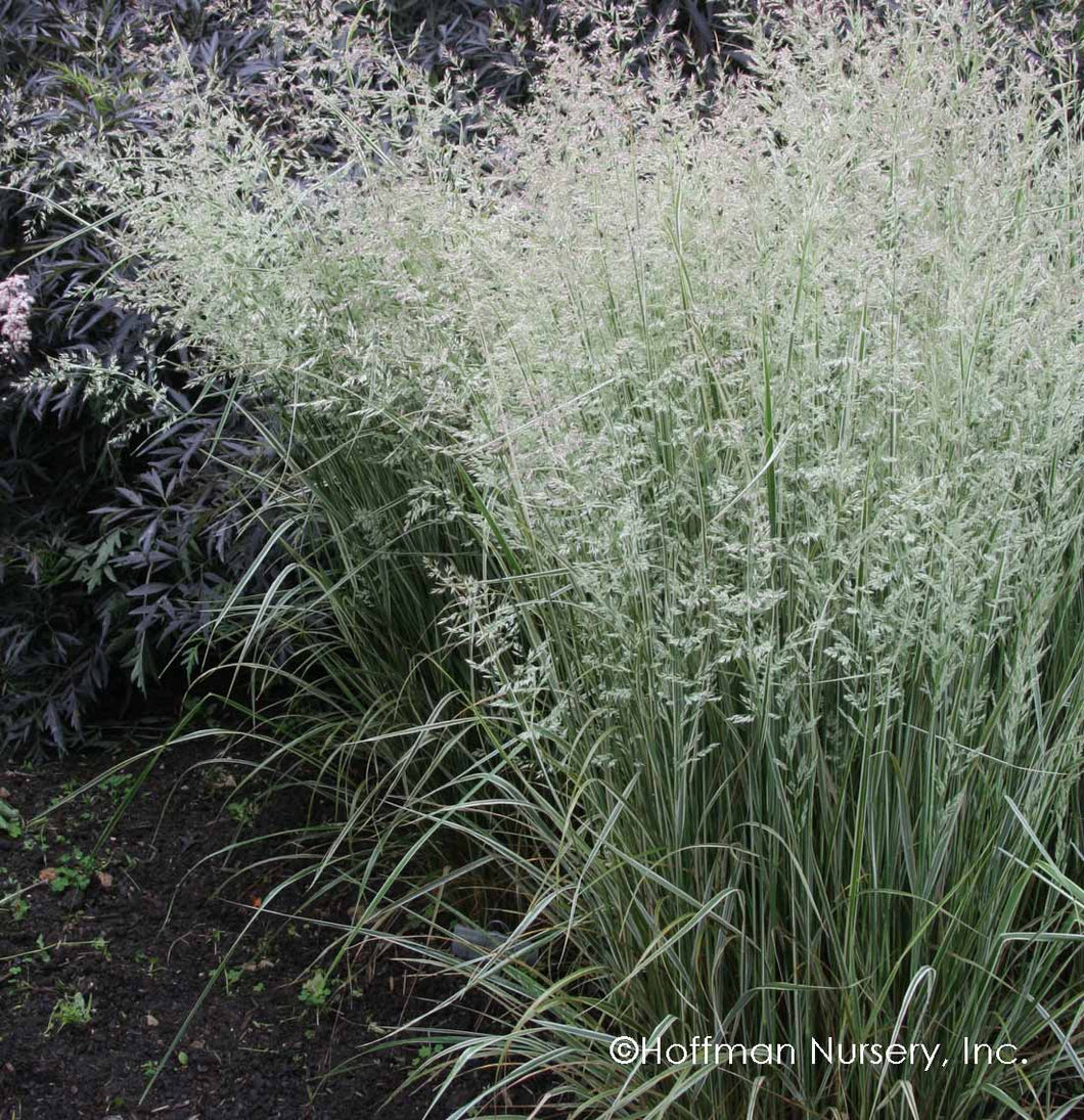 Calamagrostis 'Overdam' - Feather Reed Grass