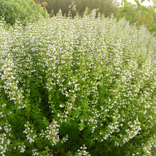 Load image into Gallery viewer, Calamintha nepeta app. nepeta
