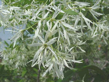 Load image into Gallery viewer, Chionanthus virginicus - Fringe Tree
