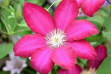 Load image into Gallery viewer, Clematis &#39;Bourbon&#39;

