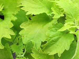 Coleus 'Wasabi'