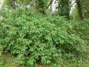 Cornus amomum - Silky Dogwood