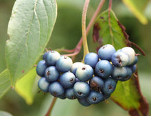 Load image into Gallery viewer, Cornus amomum - Silky Dogwood
