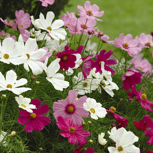 Cosmos 'Apollo Mix'