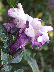 Datura 'Purple Ruffles'