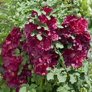 Alcea rosea 'Spring Celebrities Crimson' - Hollyhock