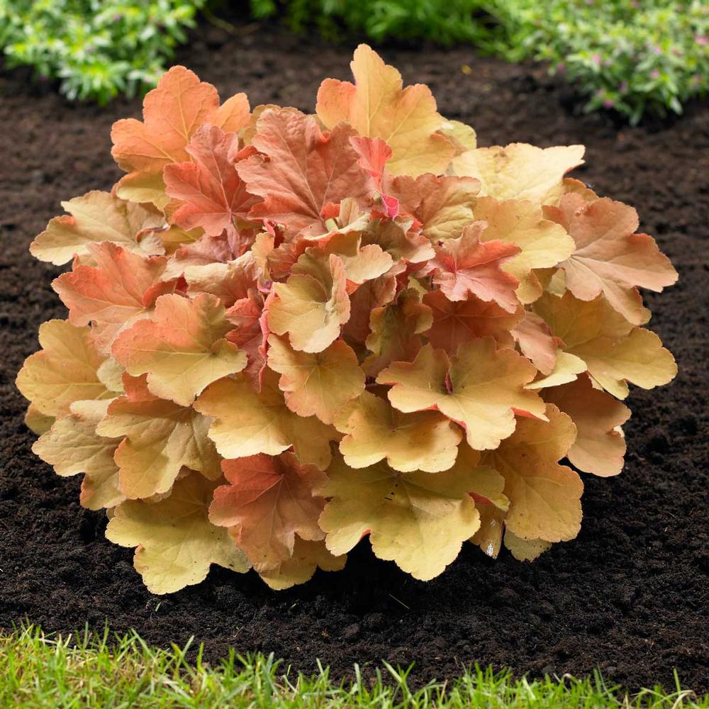 Heuchera ‘Caramel’
