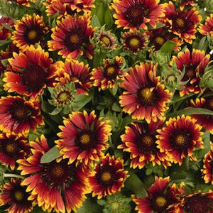 Gaillardia 'Spin Top Orange Halo'