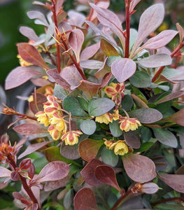 Berberis 'Crimson Cutie'