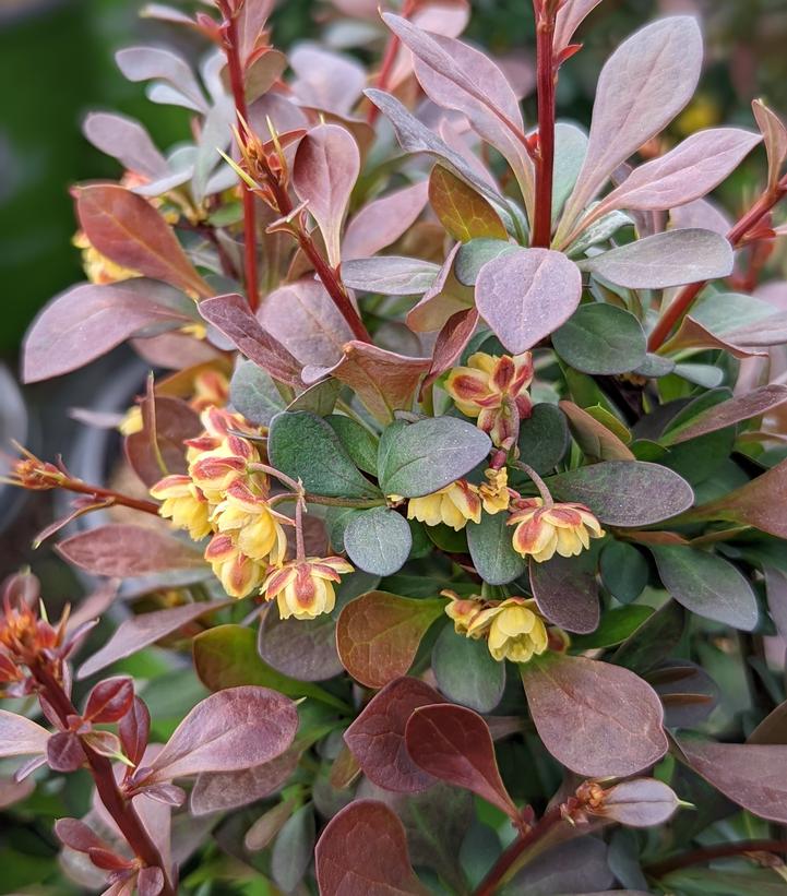 Berberis 'Crimson Cutie'