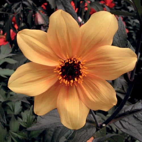 Dahlia 'Mystic Spirit'