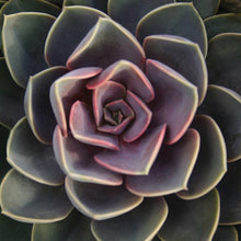 Load image into Gallery viewer, Echeveria &#39;Perle von Nurnberg&#39;
