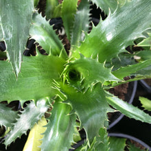 Load image into Gallery viewer, Eryngium agavifolium - Sea Holly
