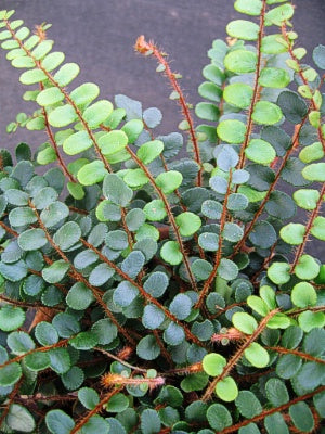 Pellaea rotundifolia (Button Fern)