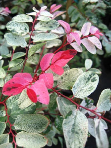 Breynia 'Rosea Picta' - Hawaiian Snow Bush