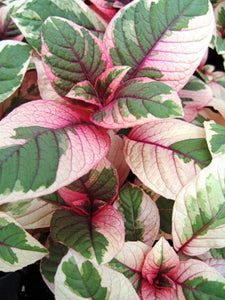 Fuchsia 'Firecracker'