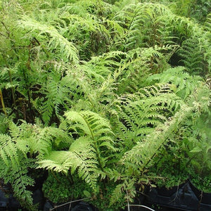 Asplenium Bulbiferum "Mother Fern"