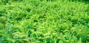 Dennstaedtia punctilobula - Hay-scented Fern