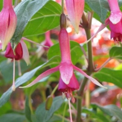 Fuchsia 'Mrs JD Fredericks'