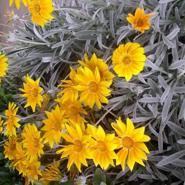 Gazania 'Silverlight'
