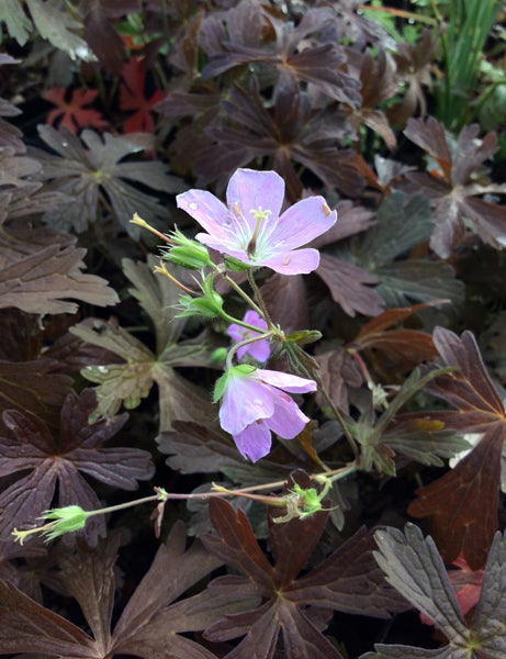Geranium mac. 'Espresso'