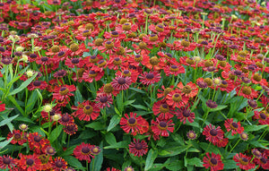 Helenium 'Salsa' - Sneezeweed