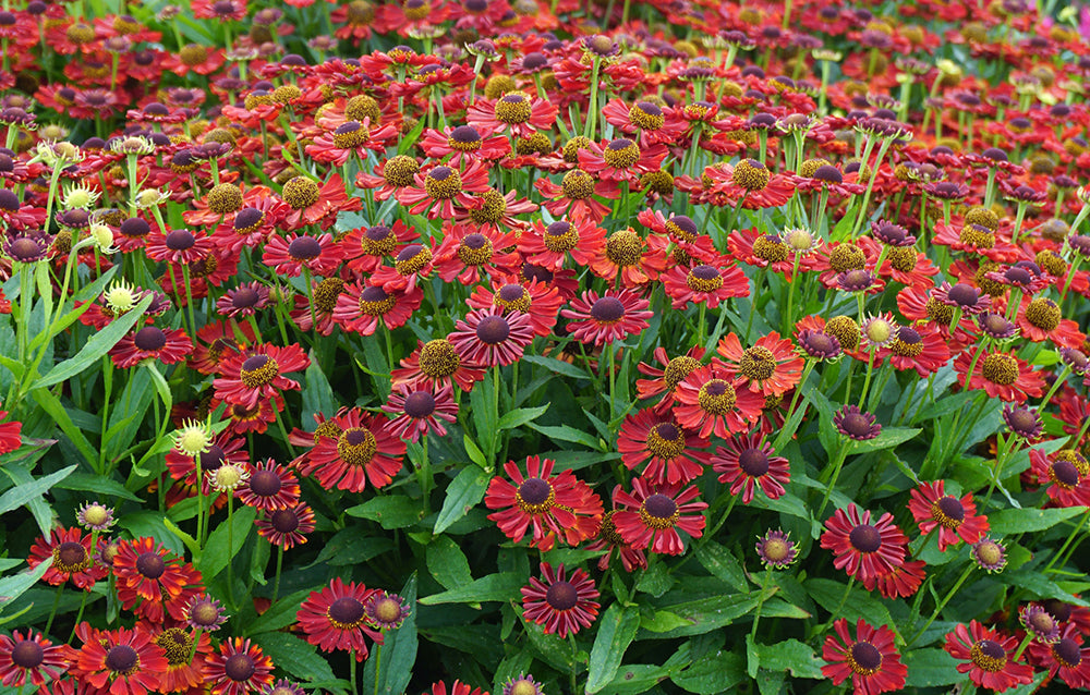 Helenium 'Salsa' - Sneezeweed