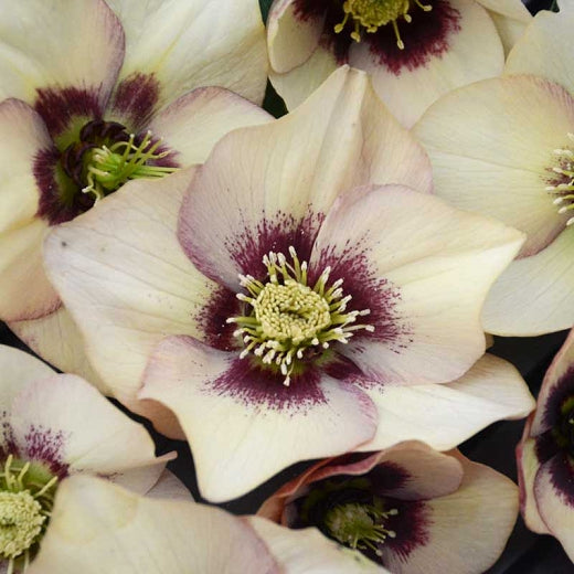 Helleborus 'Sandy Shores' - Lenten Rose