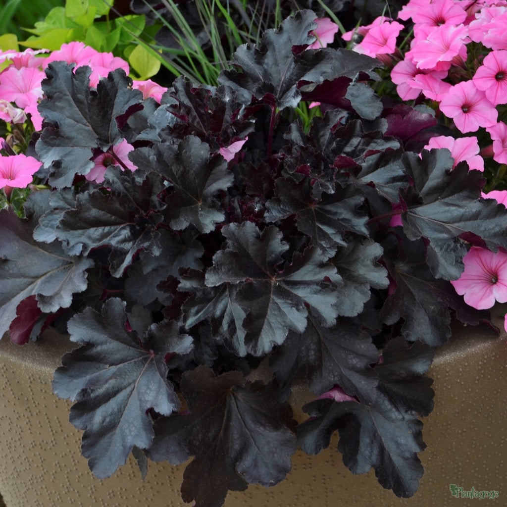 Heuchera 'Black Pearl'