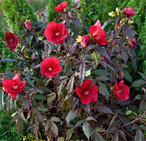 Hibiscus 'Midnight Marvel' – Pondside Nursery