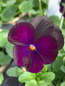 Viola corn. 'Sorbet Black Delight'