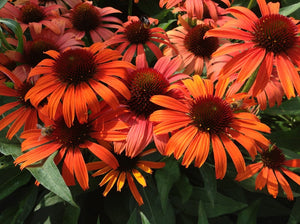 Echinacea 'Butterfly Orange Skipper' - Coneflower