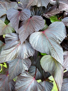 Ipomea 'Bewitched After Midnight'
