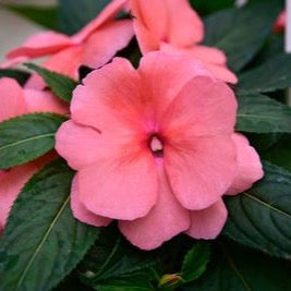 Impatiens 'Sonic Salmon'