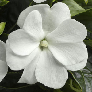 Impatiens 'Sonic White'