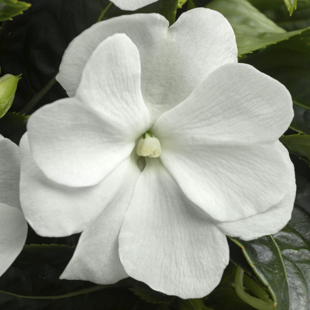 Impatiens 'Sonic White'