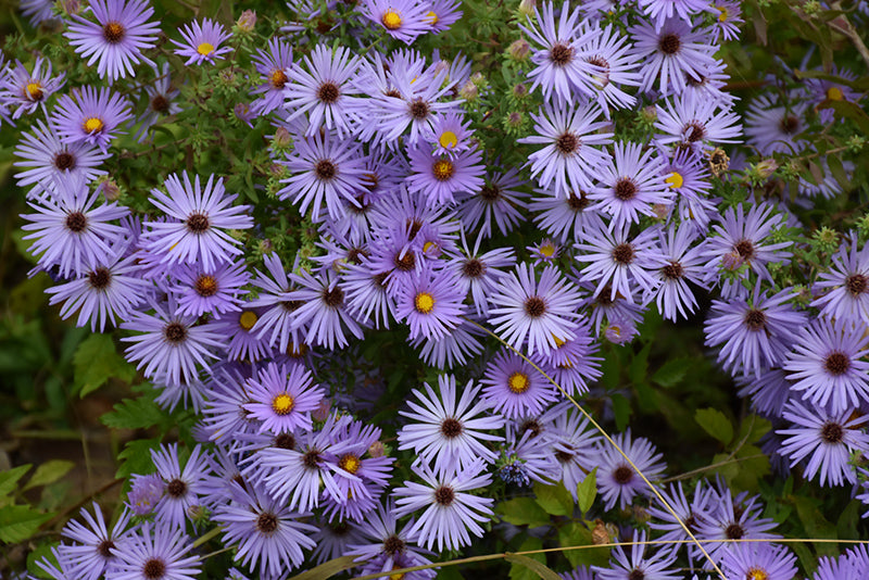 Aster oblongifolius 'October Skies'